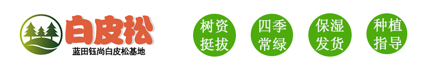 白皮松基地_白皮松苗木批发来蓝田钰尚苗圃种植基地价格公道品种全